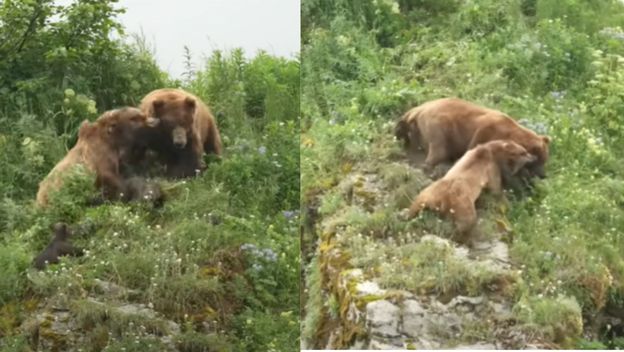 Medvjedica u borbi za zaštitu mladih