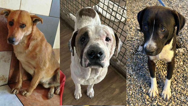 Psi oduzeti iz romskih naselja