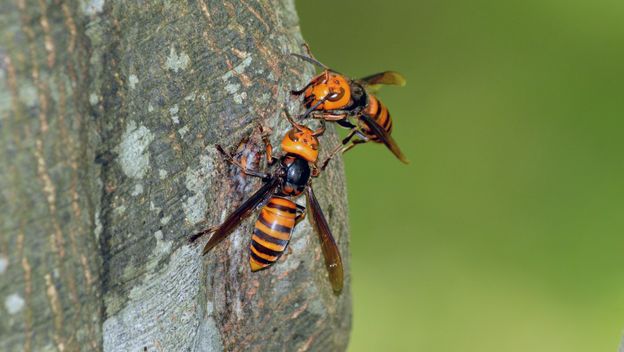 Azijski divovski stršljen