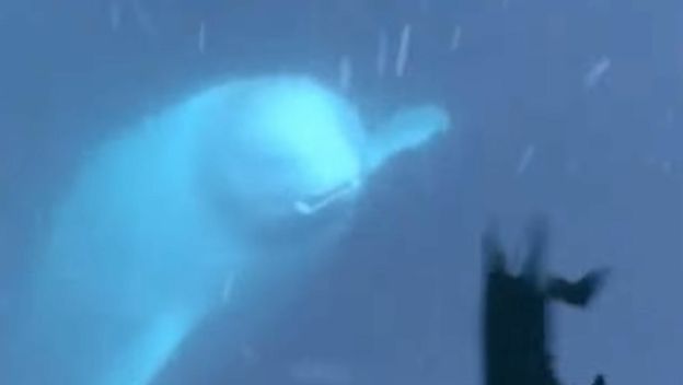 Beluga kit s Iphonom u ustima