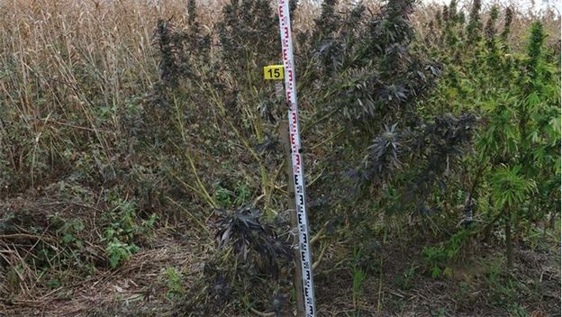 Policija u Đakovu pronašla polje marihuane - 1