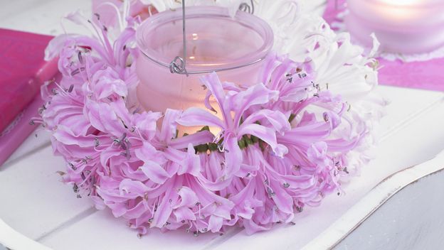 Cvijet nerina svojim živim bojama unosi veselje u razdoblje kada priroda polako utihne - 8