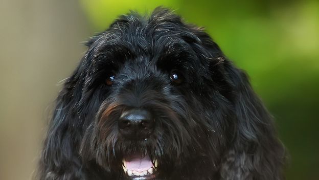 Portugalski vodeni pas sličan je lagottu romagnolu - 6