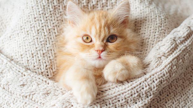 Mačke su poznate po svojoj ljubavi prema toplini