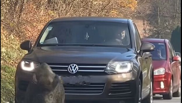 Vepar predvodi autokolonu