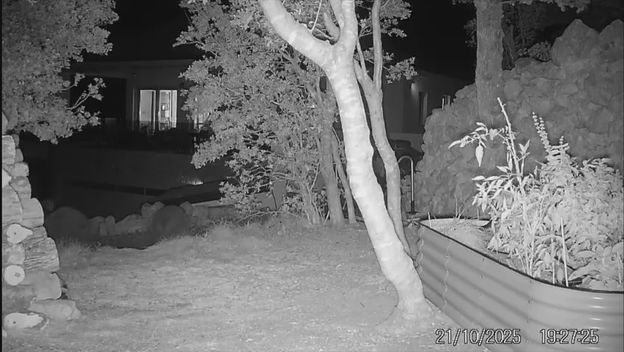 Medvjedi siju strah - 1