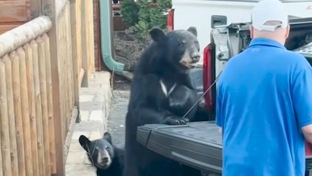 Medvjed i vlasnik automobila