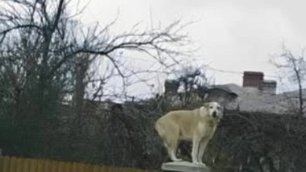 Pas koji stoji na ogradi u strahu od mačke