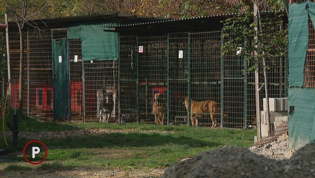 Pas iz Skloništa za životinje Čakovec