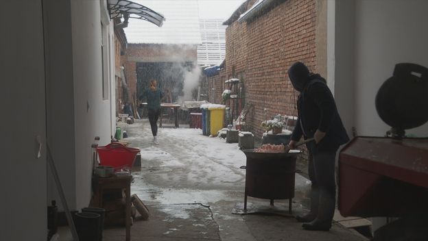 Krenula sezona svinjokolje