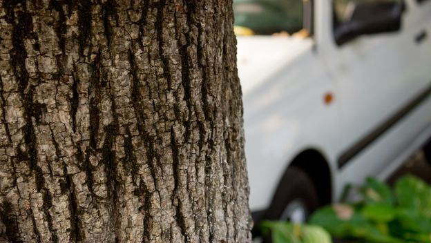 Ilustracija: automobil udario stablo