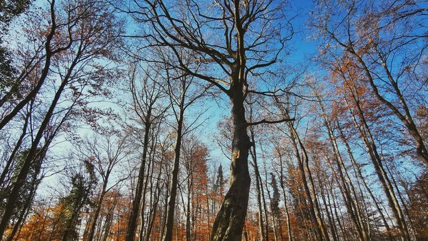 Kameni svati, Medvednica - 2