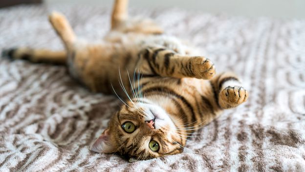 Purina ProPlan za kvalitetniji život mačke