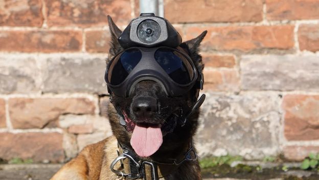 Policijski pas opremljen kamerom i kacigom