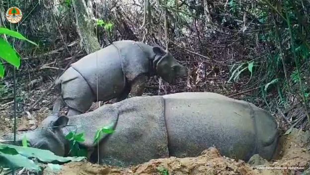Ugroženi javanski nosorozi dobili mladunče
