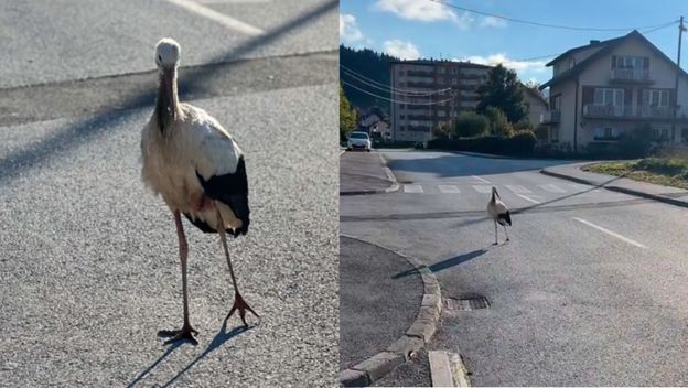 Ozlijeđena roda kako šeta ulicom