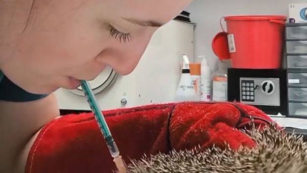 Jež kod veterinara
