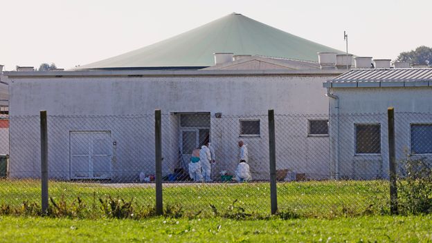 Eutanazija svinja zbog ASK