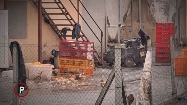 Provjereno: Klaonica u Gudovcu - 3