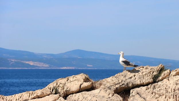 Galeb uz Jadransko more, ilustracija