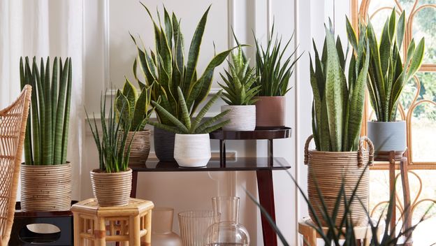 Sansevieria