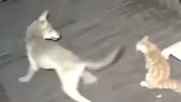 Kojot i mačka