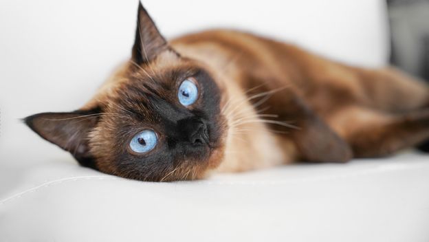 Mačke smeđe boje uvijek privlače poglede svojom toplinom i elegantnim izgledom