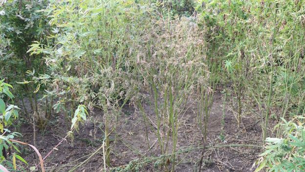 70-godišnjak uzgajao marihuanu - 2