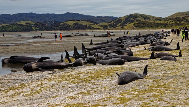 Nasukani kitovi piloti u Novom Zelandu