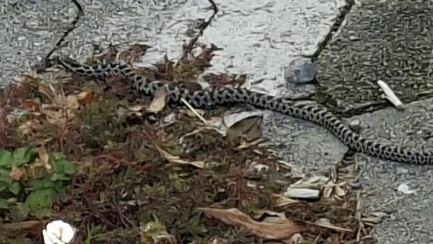 Četveroprugi kravosas