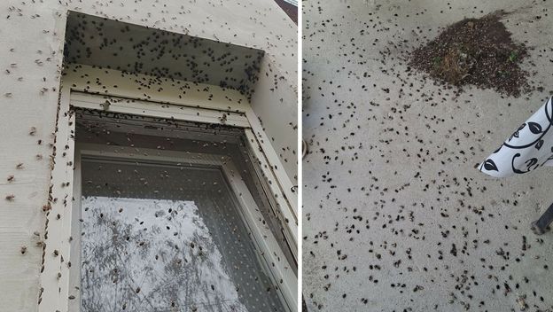 Najezda smrdljivih martina