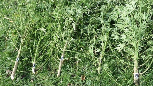 Plantaža marihuane kod Čazme - 6