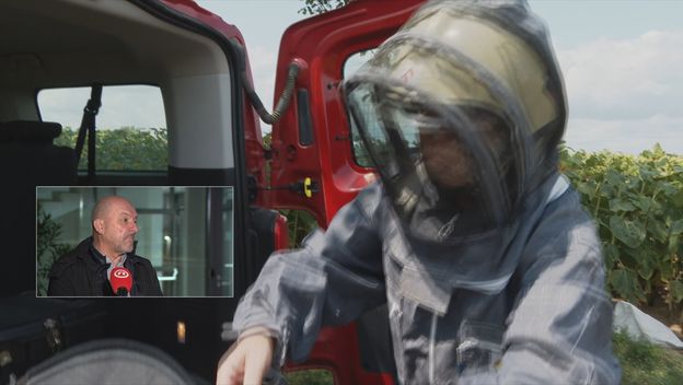 Gnijezda stršljena u dimnjaku - velika opasnost - 2