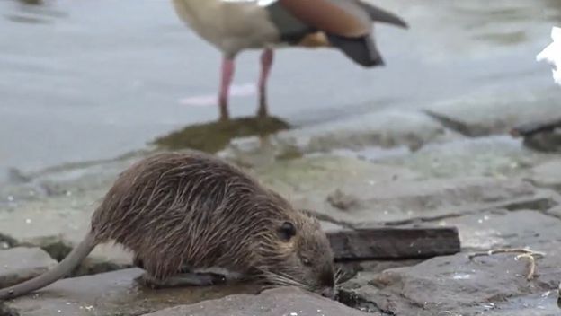 Opet problemi s glodavcima - 2