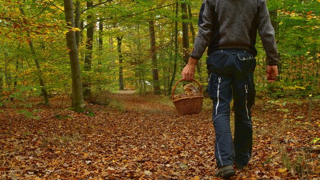 Branje gljiva, ilustracija