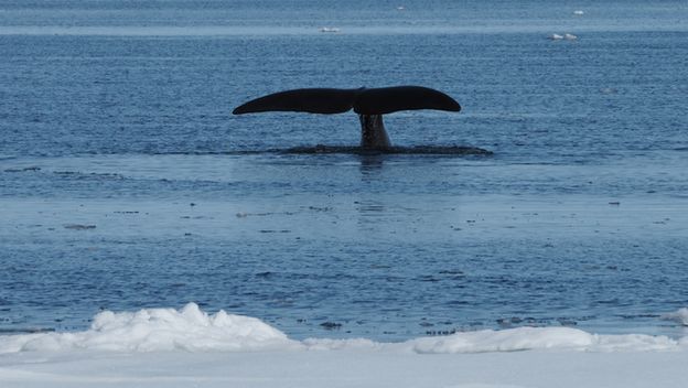 Grenlandski kit zaranja