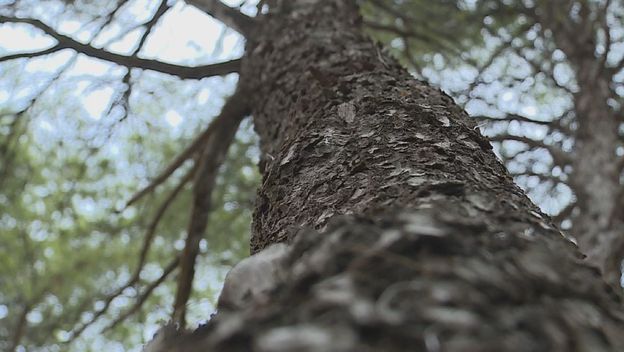 Obnova Marjana, ali borovi propadaju (Foto: Dnevnik.hr) - 2