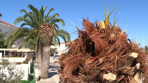 Oboljele sve palme na Ugljanu (Foto: Dnevnik.hr) - 2