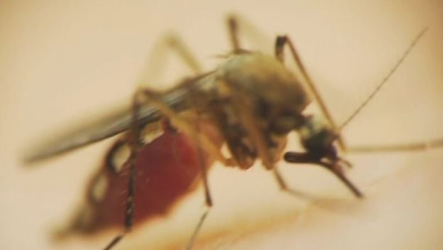 Komarac, ilustracija