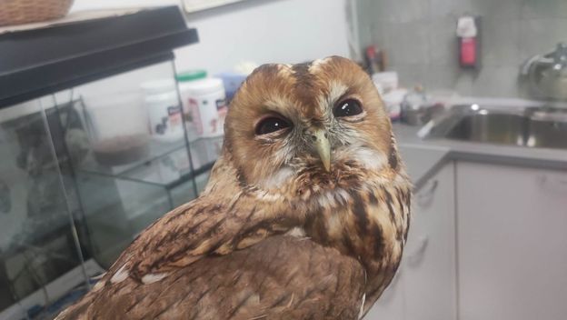 Šumska sova zapela između dva stakla - 1