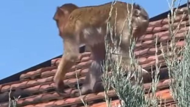 Majmun u Beogradu