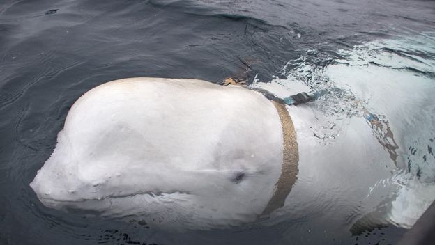 Hvaldimir, beluga špijun