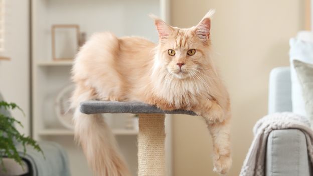 Mačka Maine Coon