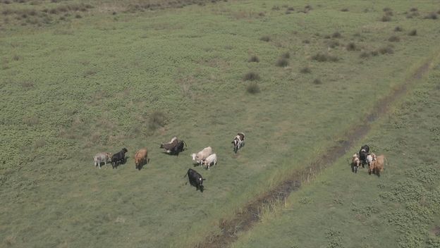 Uginula stoka kod Opuzena - 2