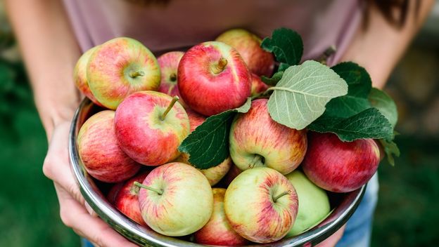 Neke voćke važno je posaditi u rujnu