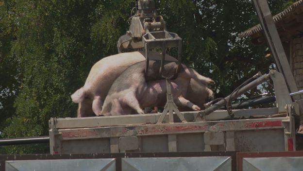 Afrička svinjska kuga