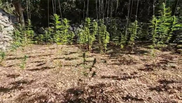 Plantaža marihuane Zaostrog