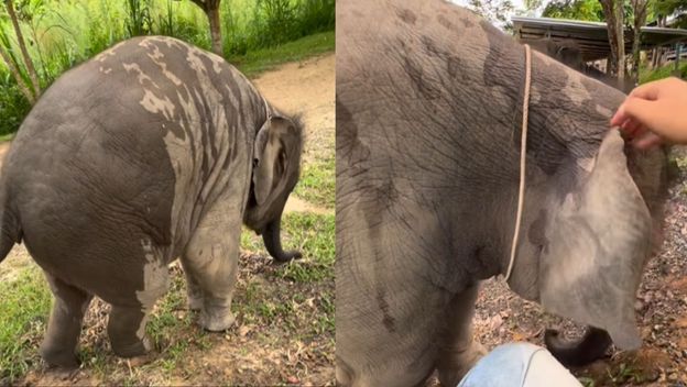 Mali slon u igri s čuvarom