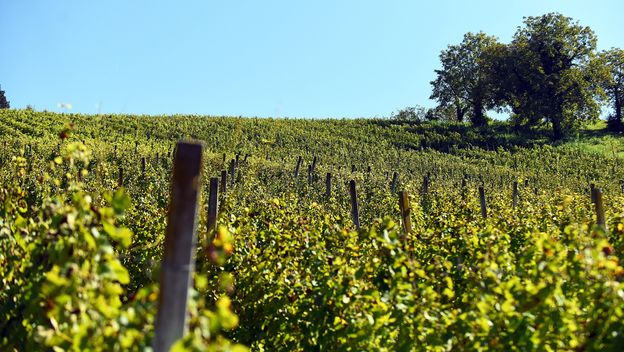 Ilustracija; Vinograd