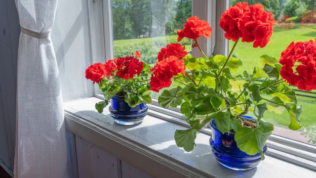Pelargonije